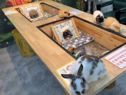 -神奇动物撸宠馆·羊驼·小浣熊·异宠(豫园店)