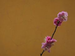 -慧因高丽寺
