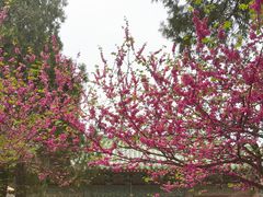 -西安碑林博物馆