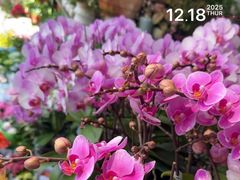 -溪岸路花鸟市场