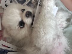 -北京赛佳动物医院