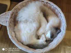 -滚猫咖啡·猫咖·猫友好撸猫(未来城店)