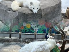-海合安青岛极地海洋公园