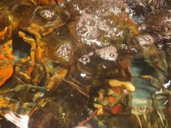 -龙宴海鲜城(经中路店)