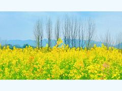 -西京湾花海