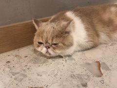 -飞行喵MR PILOT|猫舍·猫咖(静安大融城店)
