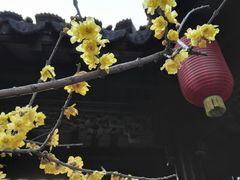 -檀园
