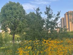 -四里河滨水生态公园