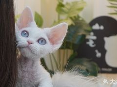 -山宅一喵德文卷毛猫舍