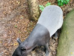 -清迈夜间动物园