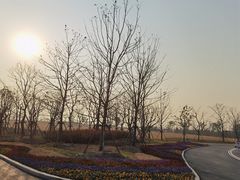 -上海滨江森林公园