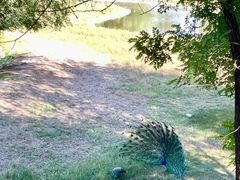 -北京麋鹿生态实验中心