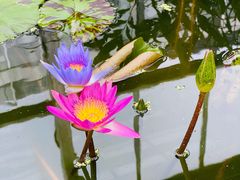 -国家植物园南园