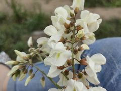 -咸阳湖景区-古渡公园