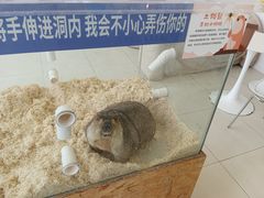 -怪兽屋·羊驼·猫咖·狗咖(俊华广场店)