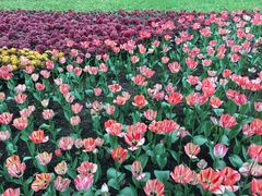 -上海鲜花港