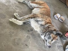 -马陆小张葡萄园农家乐