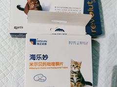 -东方名猫馆·英短金渐层布偶猫舍(环线广场1号楼店)