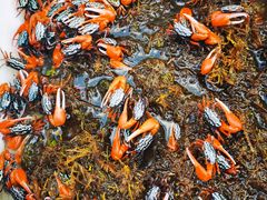 -华声天桥民俗文化园