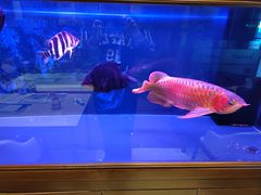 -老江南春·中国龙菜(衡山路店)