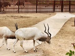 -石家庄市动物园