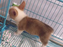 -翊宠yipet猫狗购宠庄园犬舍•猫舍