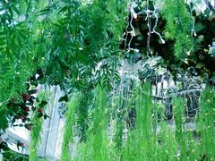 -正佳雨林生态植物园