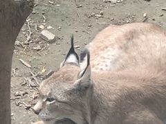 -青藏高原野生动物园