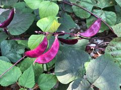 -南京市无想山景区