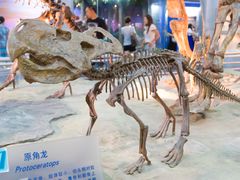 -国家自然博物馆