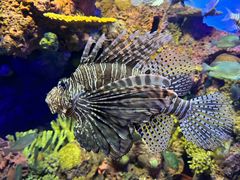 -上海海洋水族馆