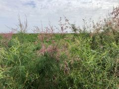 -敦煌达记酱驴肉黄面馆