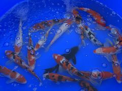 -华声天桥民俗文化园