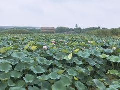 -荷塘月色湿地公园·向阳花洲