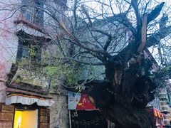 门面-古树酸奶(八廓南街店)