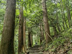 -天目山大树王景区