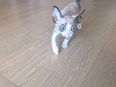-佩兹宠物医院肿瘤专科·眼科·牙科(黄浦店)