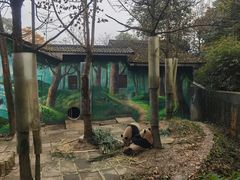 -中国大熊猫保护研究中心雅安碧峰峡基地