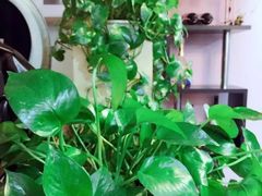 -中农大我爱我爱24h动物医院·中医针灸·猫专科·骨科医疗中心(双井店)