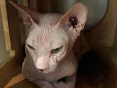 -猫爷宠物生活馆·撸猫馆