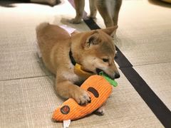 -逗柴咖啡屋·狗咖猫咖宠物桌游