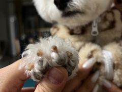 -瑞鹏宠物医院·爱宠堂·骨外专科(西荷分院)