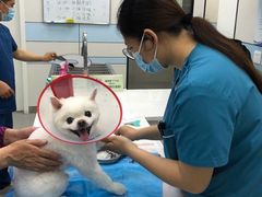 -中农国际动物医院24小时·猫科·骨科·急重症中心