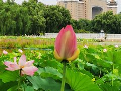 -莲花池公园