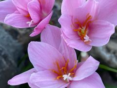 -上海植物园-4号门售票处