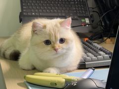 -喵zoo家庭繁育猫舍(尖东智能花园店)