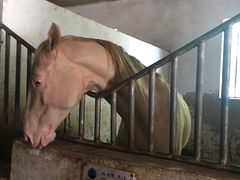 -月河湾马术俱乐部(朝阳店)