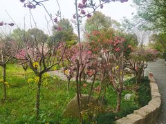 -南汇桃花村