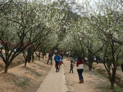 android_upload_pic-南国桃园旅游度假区