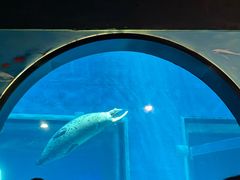 -海合安武汉极地海洋公园